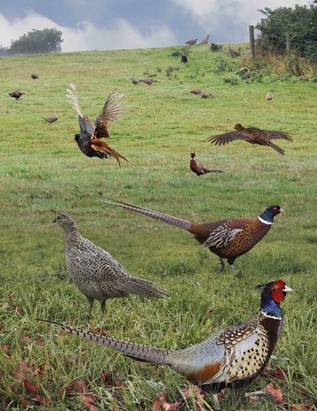 Pheasant Collage